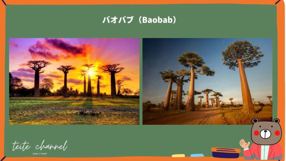 バオバブ（Baobab）のイメージ